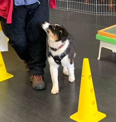 Image of a puppy walking through a course with handler.