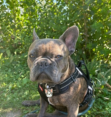 Portrait photo de Maud Portrait de Paco, de Soleado studio. Studio de graphisme à Liège