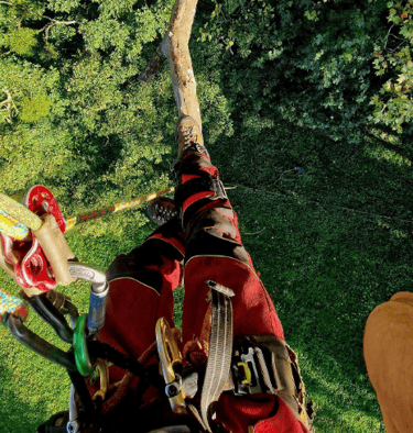 arboriste grimpeur encordé et marchant sur une branche 