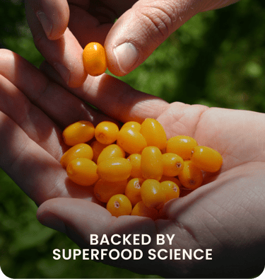 Scientifically tested Sea Buckthorn berries used in WellWith Ayuzera products