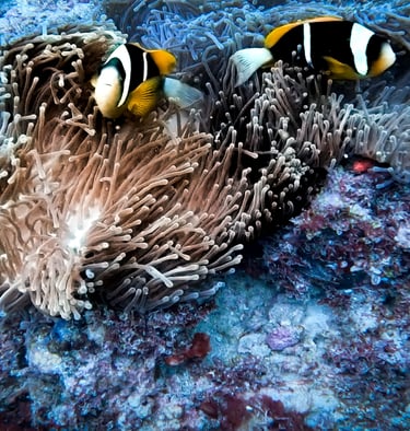 two clown fish in the water