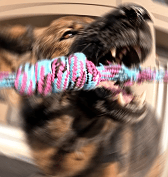 dynamic photo of a German Shepherd biting a large knot