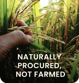 Naturally grown Sea Buckthorn berries carefully handpicked from Himalayan valleys