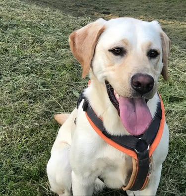 combatre la peur du chien