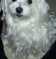 White Maltese Dog in Texas looking into camera