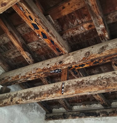 Close-up of a professional report with photos and notes on damp survey results.