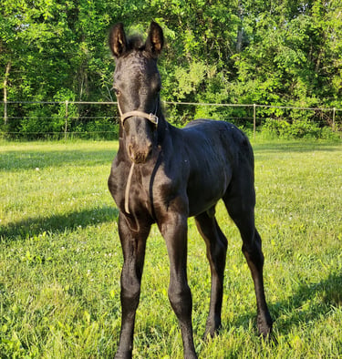 Purebred KFPS FHANA Friesian foal