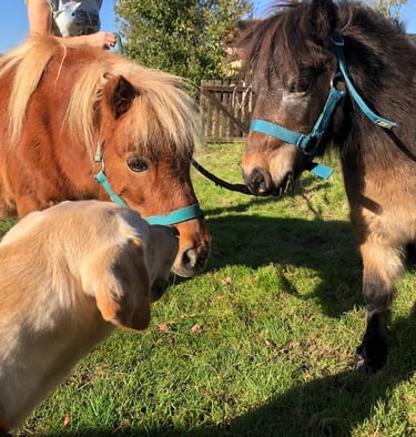 apprendre les émotions avec les poneys
