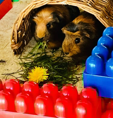 zootherapie belgique