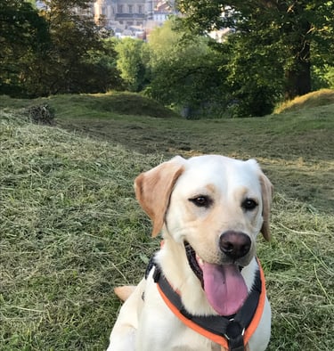 combatre la peur du chien