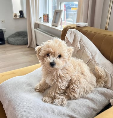 Maltipoo puppies for sale