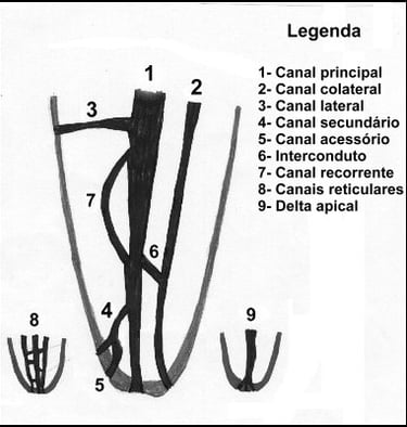 classificação dos canais radiculares resumo concurso público de odontologia