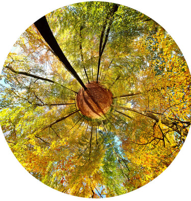 forest nature spirit a tree in a circle meditation