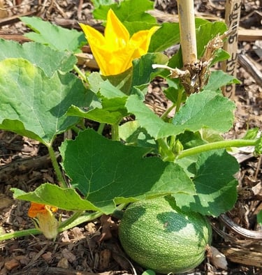 courgette