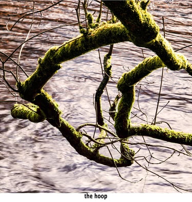 a tree branch with mossy green moss in the shape of a hoop above flowing water