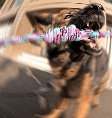dynamic photo of a German Shepherd biting a large knot