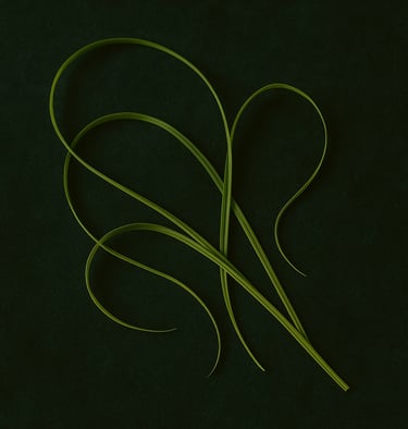 citronella grass blades on a green background