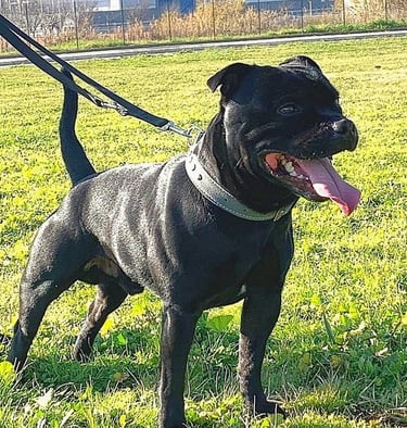 Allevamento Staffordshire bull terrier a Ferrara