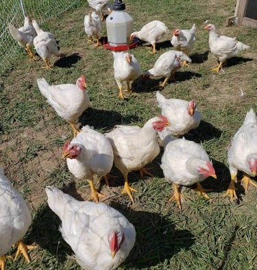 chicken in grass