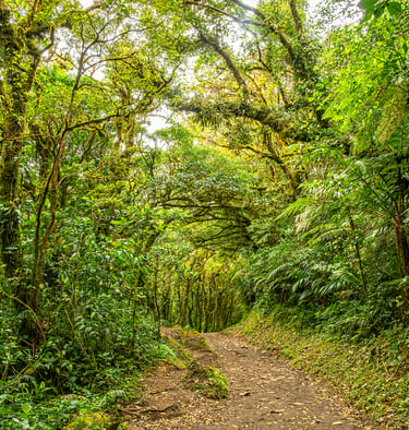 A path through the Monteverde cloud forest in Costa Rica