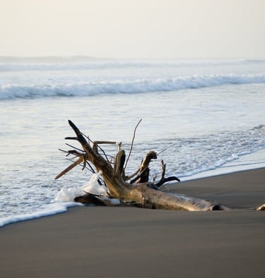 Tree on Costa Rica Beach Tortuguero