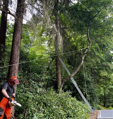 Hazardous leaning cherry tree being rigged for controlled removal near Mountlake Terrace and Kenmore