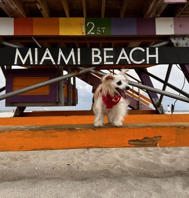 perrito feliz en la playa