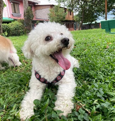 perrito feliz