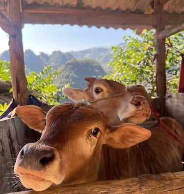 two cows are standing in a wooden fenced in area
