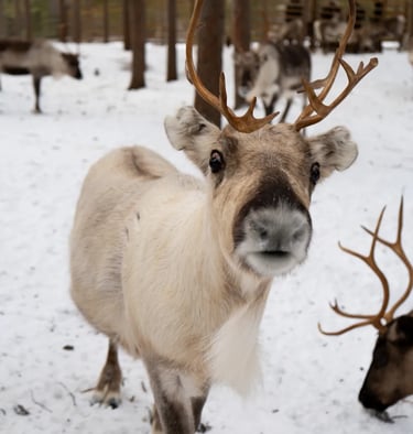 a reindeer with a reindeer headband and reindeers