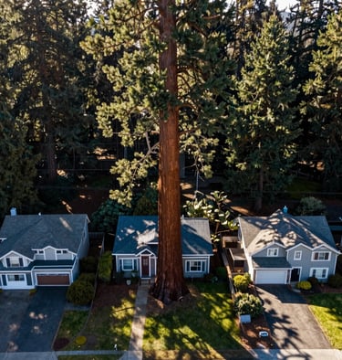 High-angle drone shot of a sequoia's shadow stretching across three suburban houses in Eugene, Oregon. Majestic scale, morning light, crisp details of the North American Pacific Northwest.