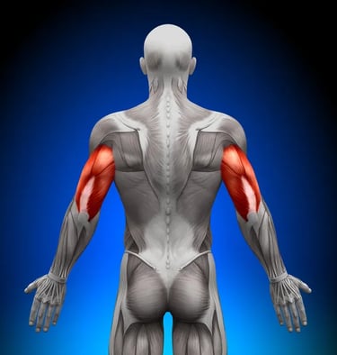 muscle triceps anatomie extension coude