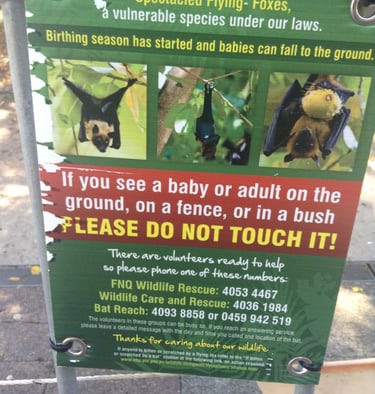 foto da placa da arvore com morcegos em cairns na australia