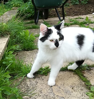 Cookie caught going forwards and backwards at the same time!