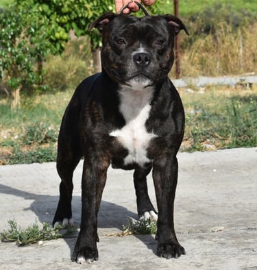 Staffordshire bull terrier pedigree enci fci grecalestaffs sicilia allevamento