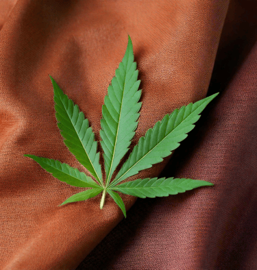 a marijuana leaf on a red cloth