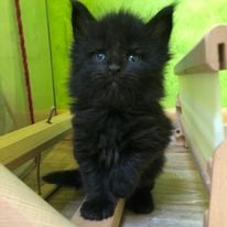 a black kitten sitting on a wooden bench