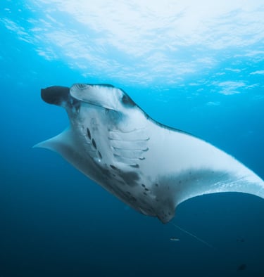 Manta Ray scuba diving snorkeling Indonesia