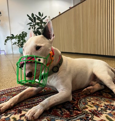 Bullterrier mit grünem Maulkorb und Zebra Biothane