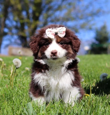 Australian Shepherd Puppies for Sale