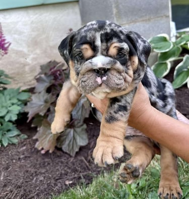 English Bulldog Puppies for Sale