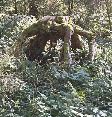 ancrage, nature, sylvothérapie, éveil spirituel, holistique, tambour chamanique, soin dans la nature