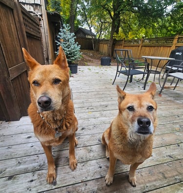 dog walk, backyard visit for two dogs in the beaches