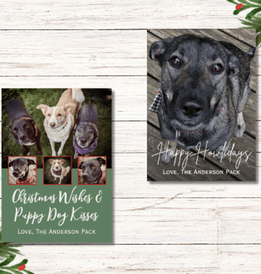 Dog Photo Christmas Cards