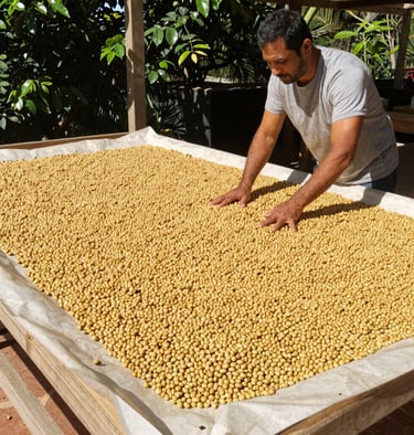 Workers carefully sorting coffee beans on a wooden table in Ciudad de Guatemala