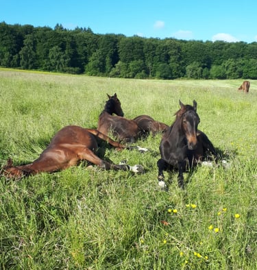 Nos chevaux pensionnaires du Manoir de Follemprise
