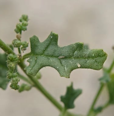chenopodium botrys leaf