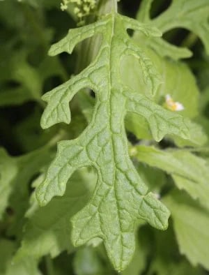 Dysphania schraderiana – Shrader’s Balm leaf