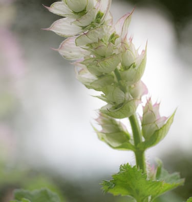 clary sage flower