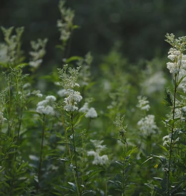 flowering meadowsweet in the meadow